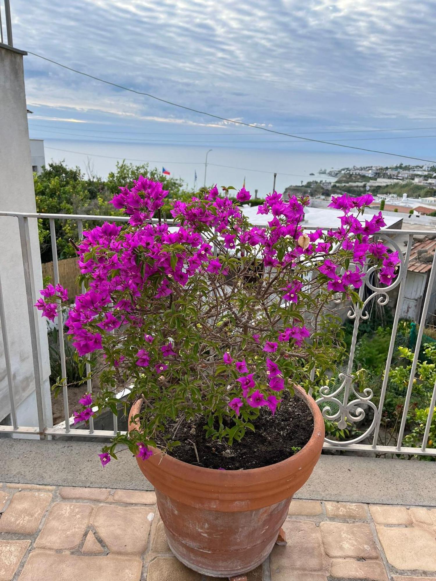 Vila Chez Marie Ischia Exteriér fotografie